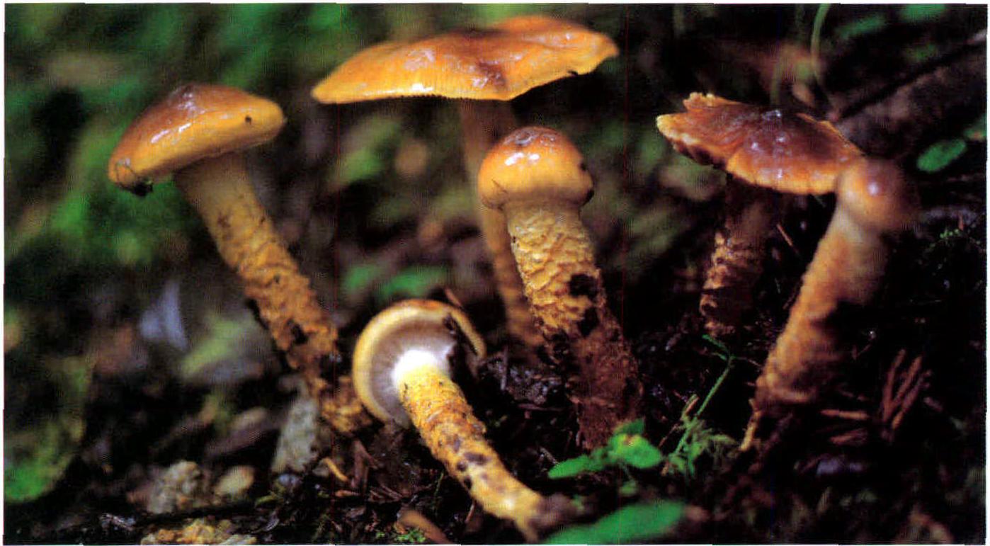 Cortinarius collinitus (Pers.)Fr.